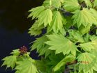 Shirosawa Goldahorn Acer Jordan sonnenverträglich limegrünes Blatt 100 - 125 cm